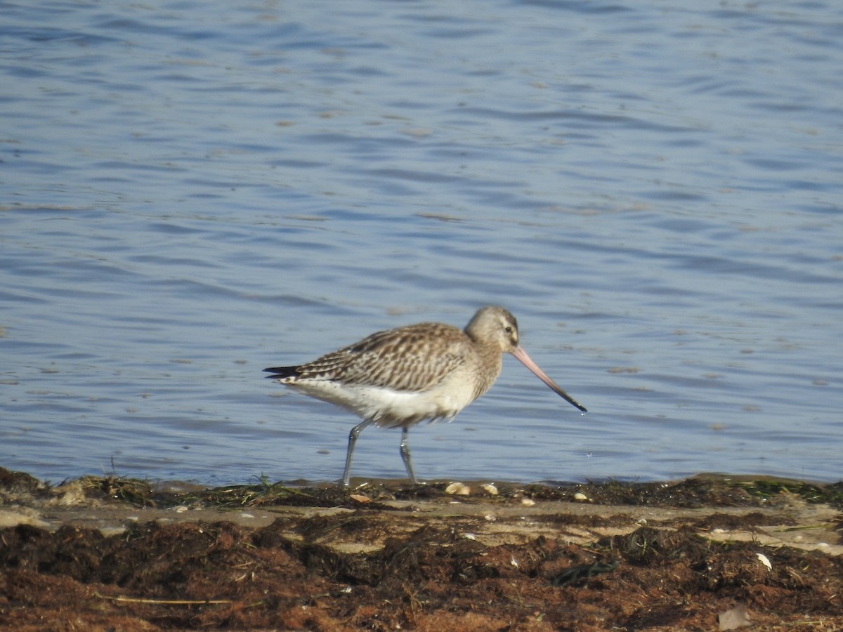 Bar-tailed Godwit - ML612031509