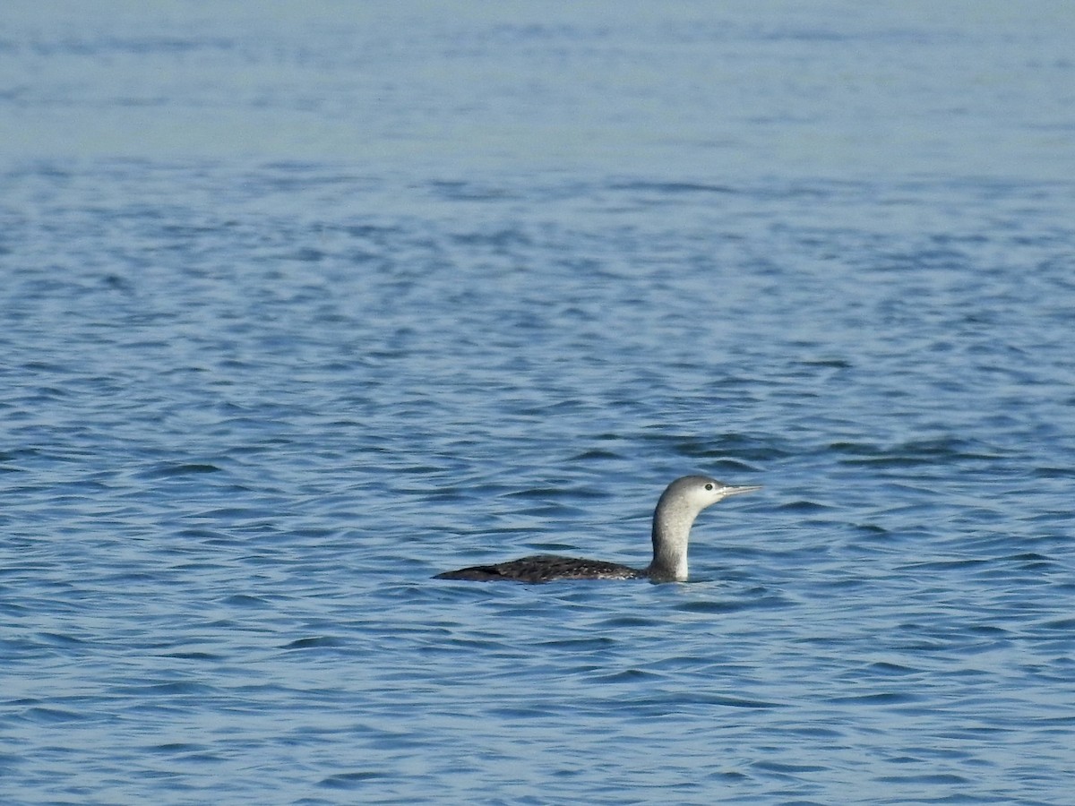 Red-throated Loon - ML612031514