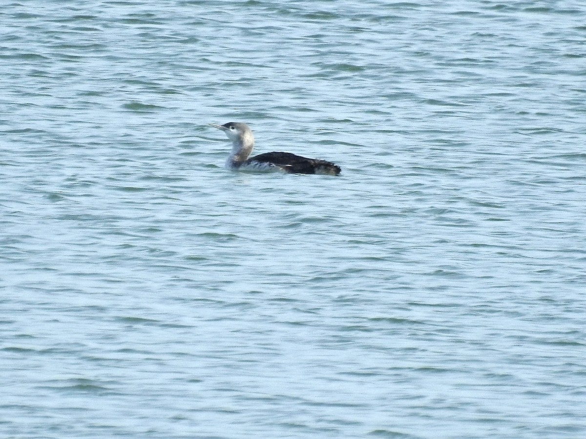 Red-throated Loon - ML612031515