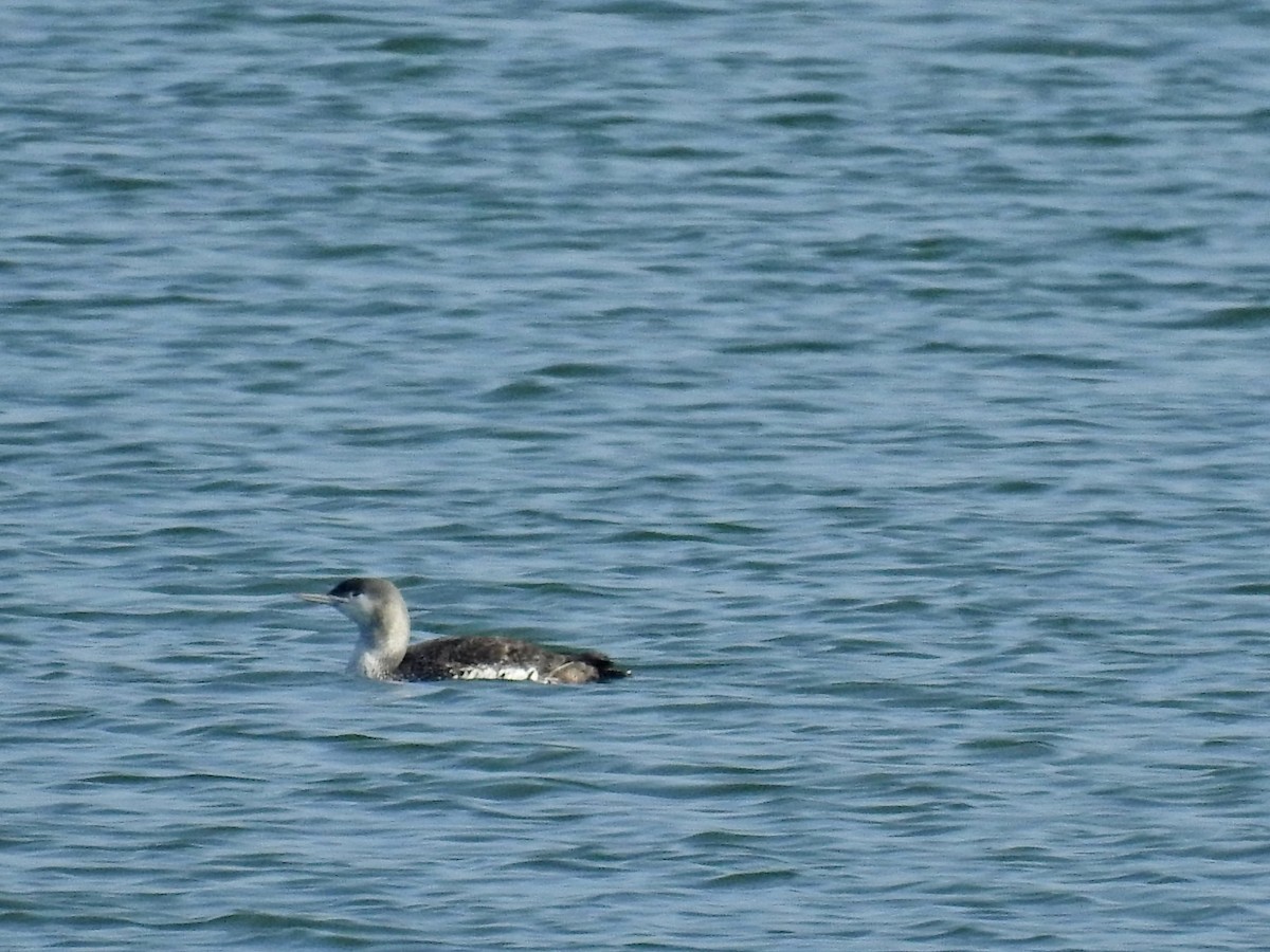 Red-throated Loon - ML612031516