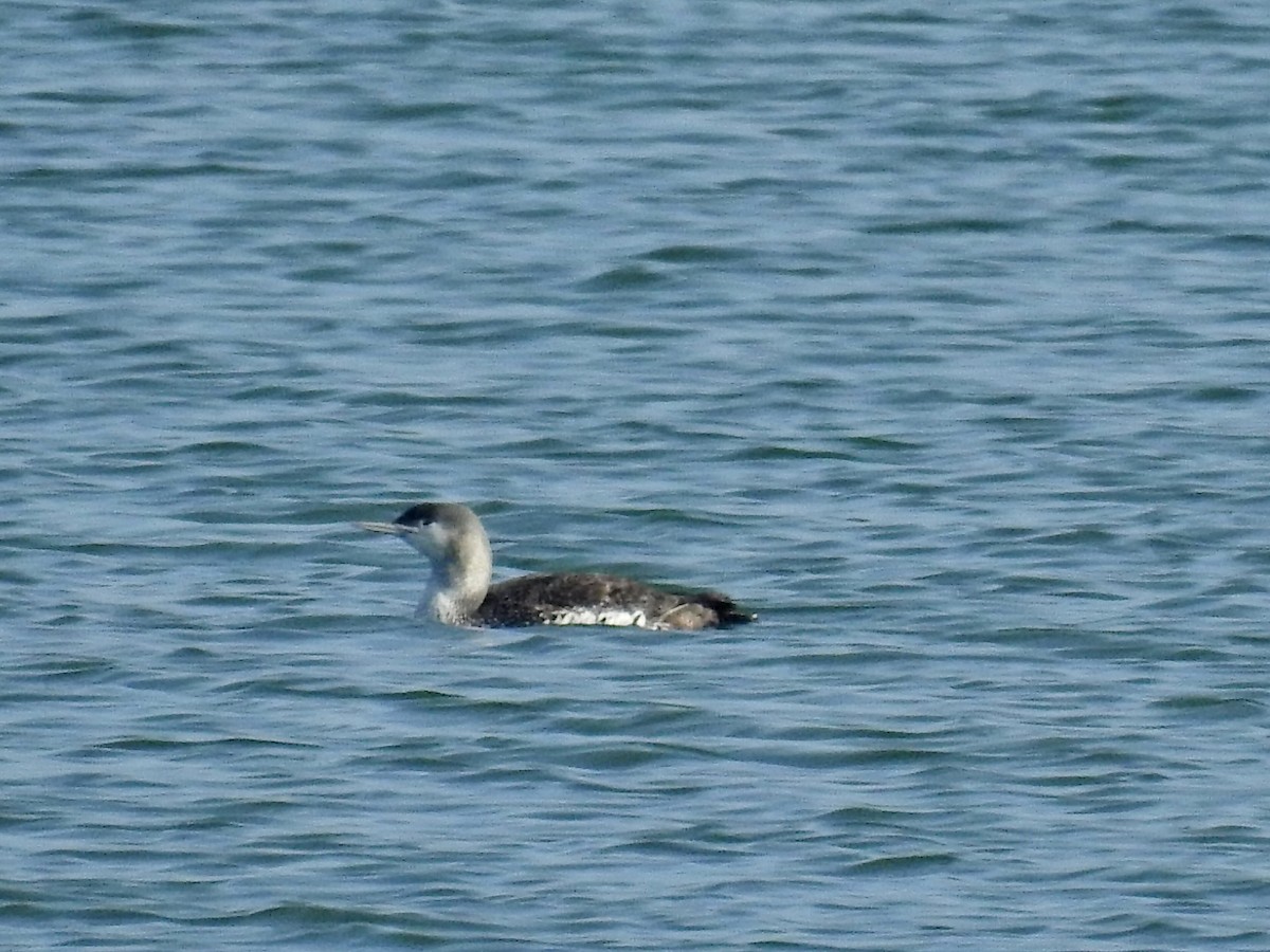 Red-throated Loon - ML612031517