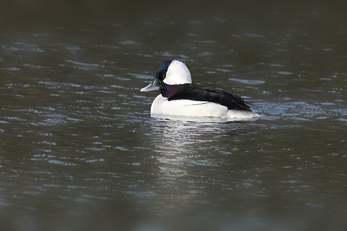 Bufflehead - Alan Lenk