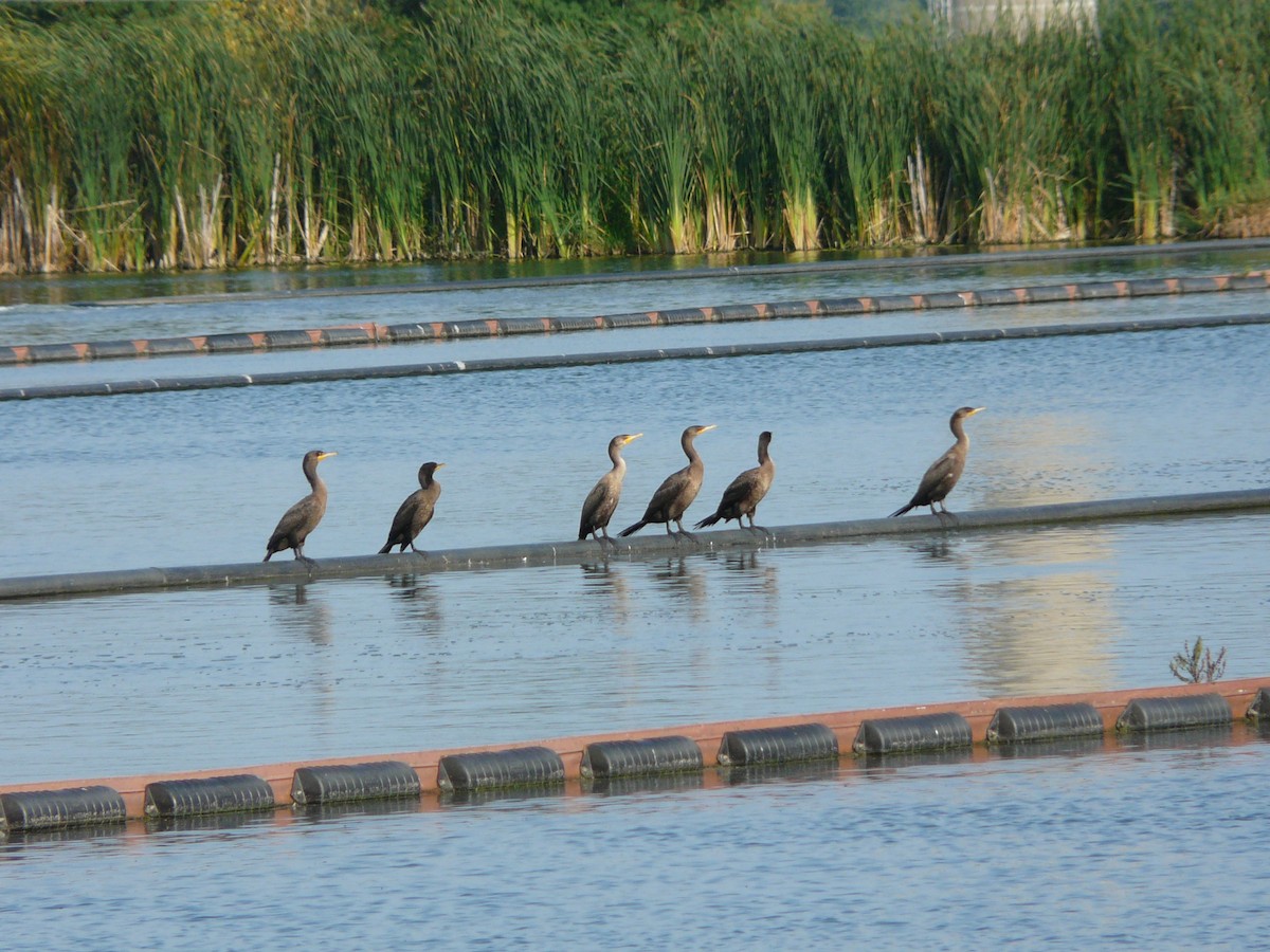 Cormoran à aigrettes - ML61203161