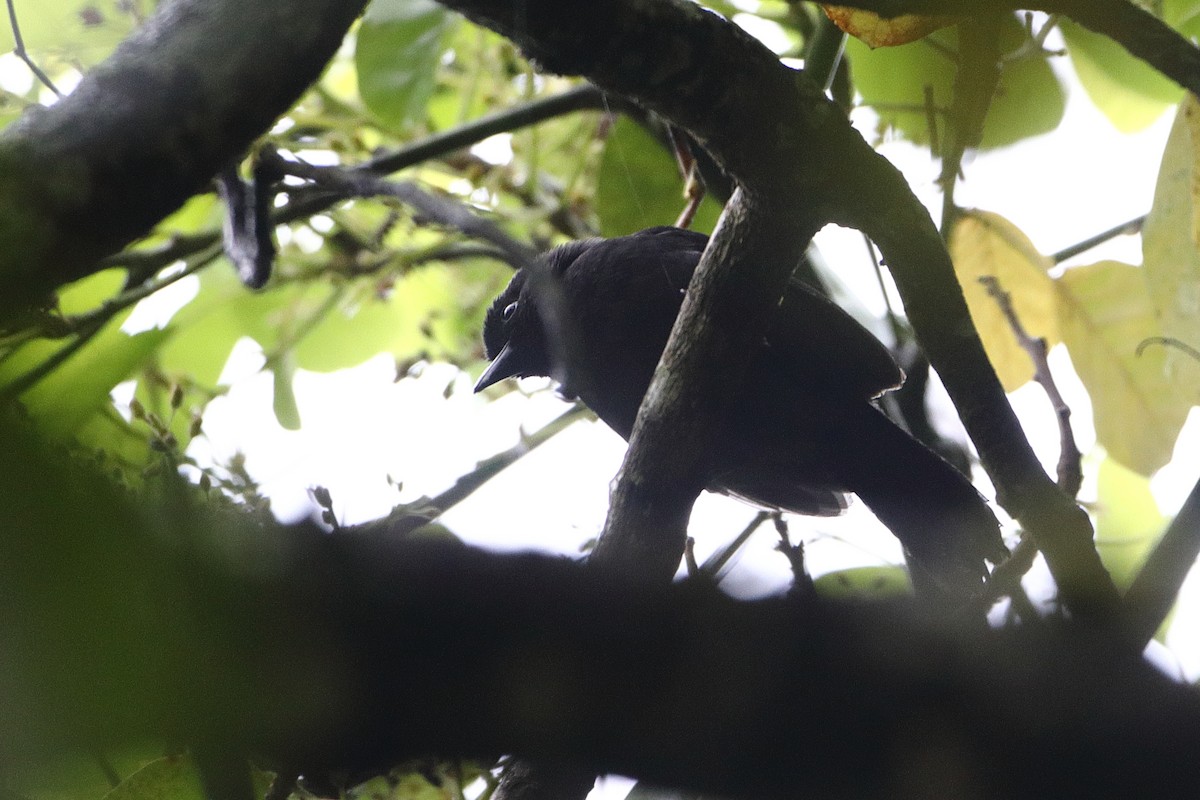 Fülleborn's Boubou (Usambara) - ML612031611