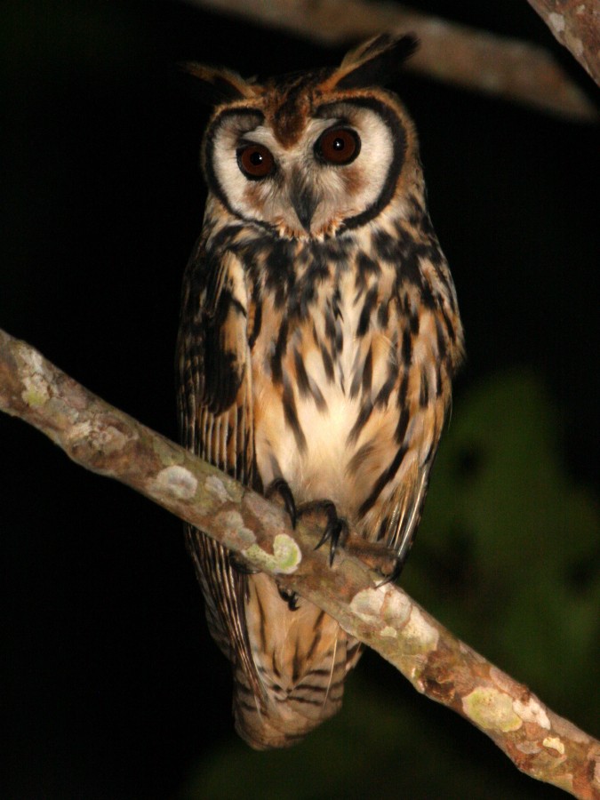 Striped Owl - ML612031646