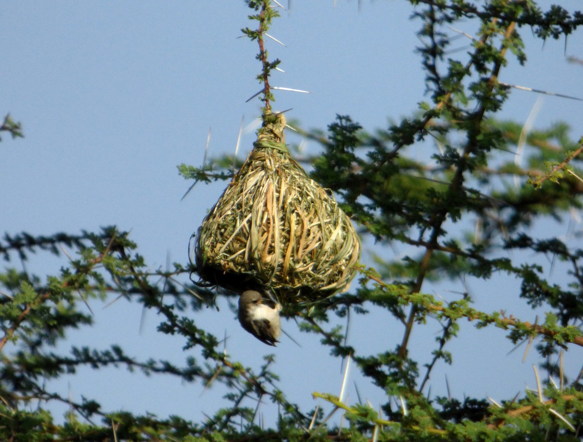 Mouse-colored Penduline-Tit - ML612031659