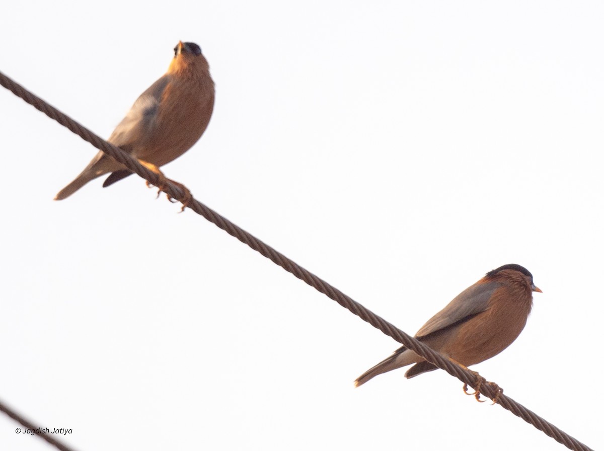 Brahminy Starling - ML612031739