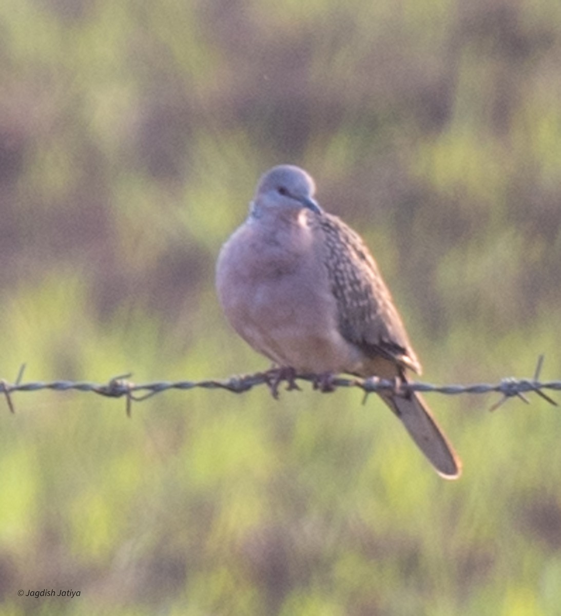 Spotted Dove - ML612031751