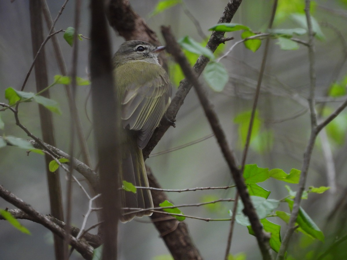 Greenish Elaenia - ML612031767