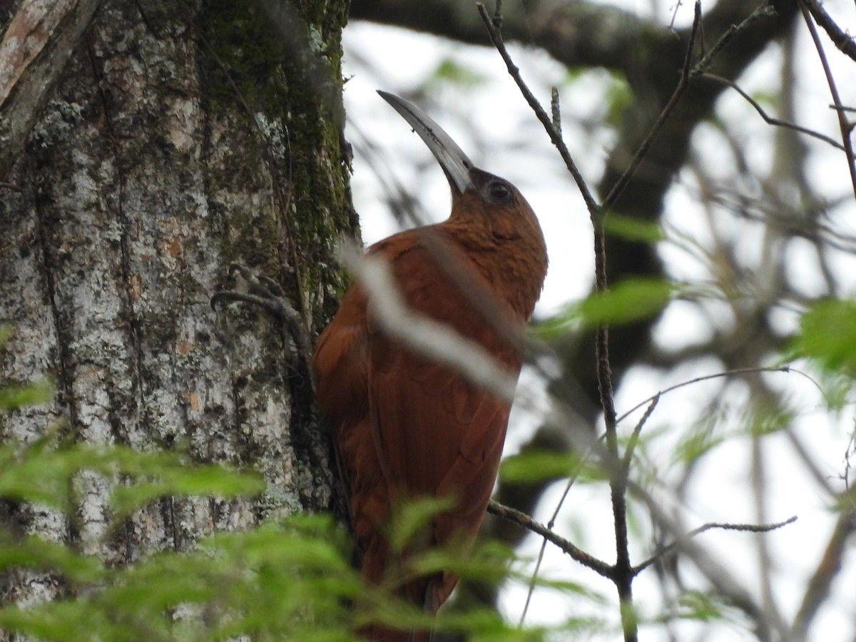 Great Rufous Woodcreeper - ML612031786