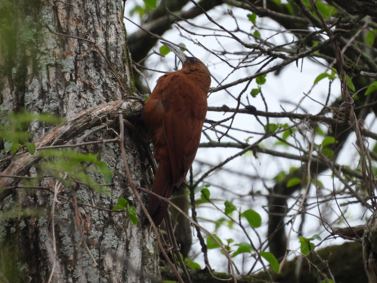 Great Rufous Woodcreeper - ML612031787