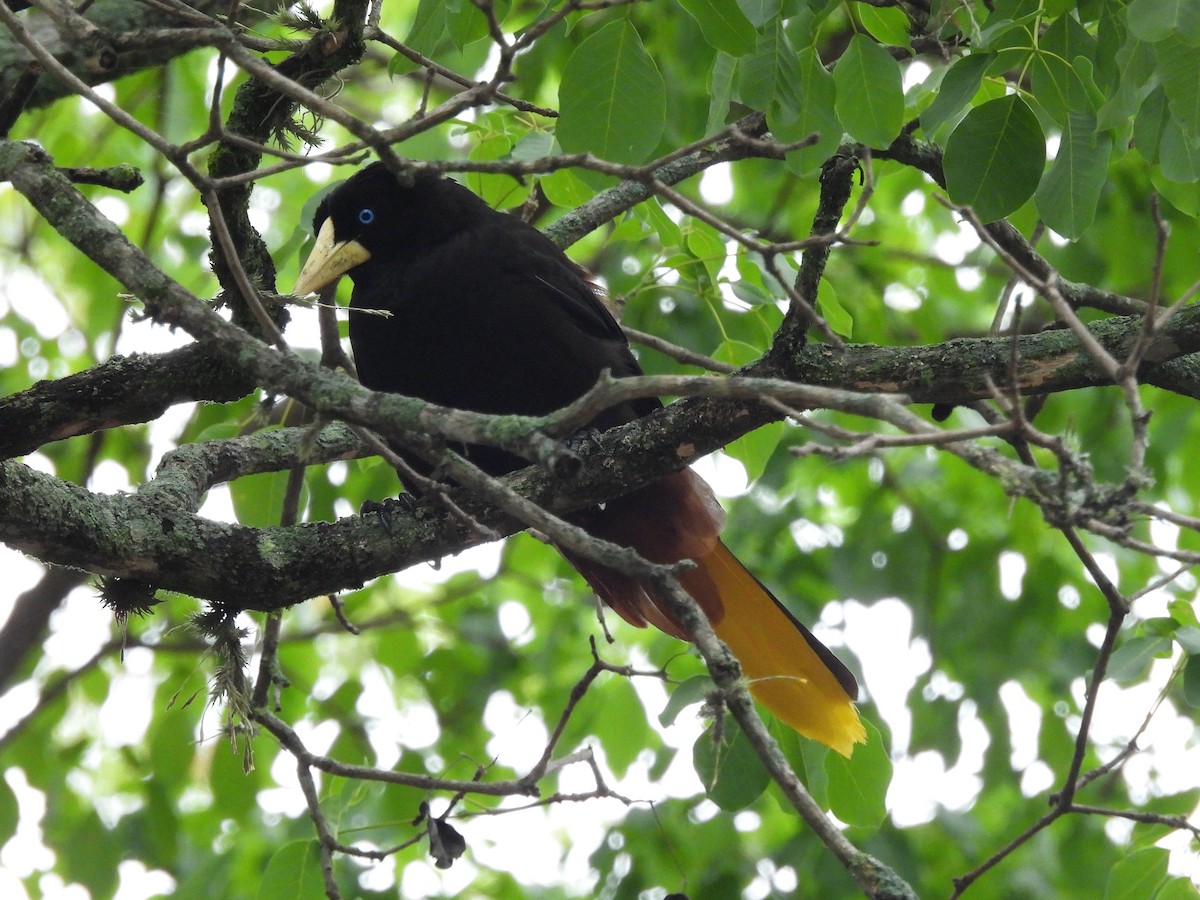 Crested Oropendola - ML612031815