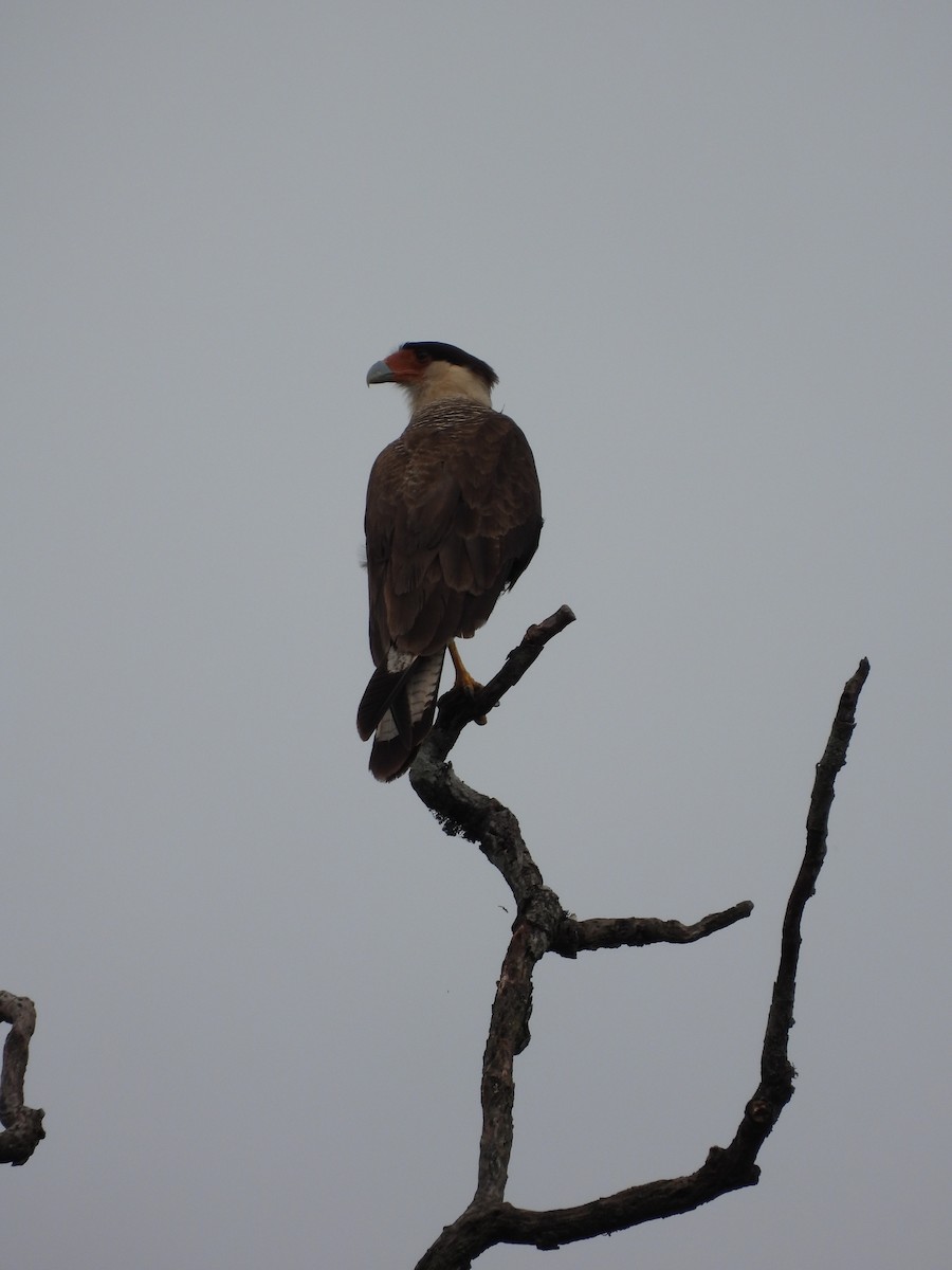 Crested Caracara - Marcos López