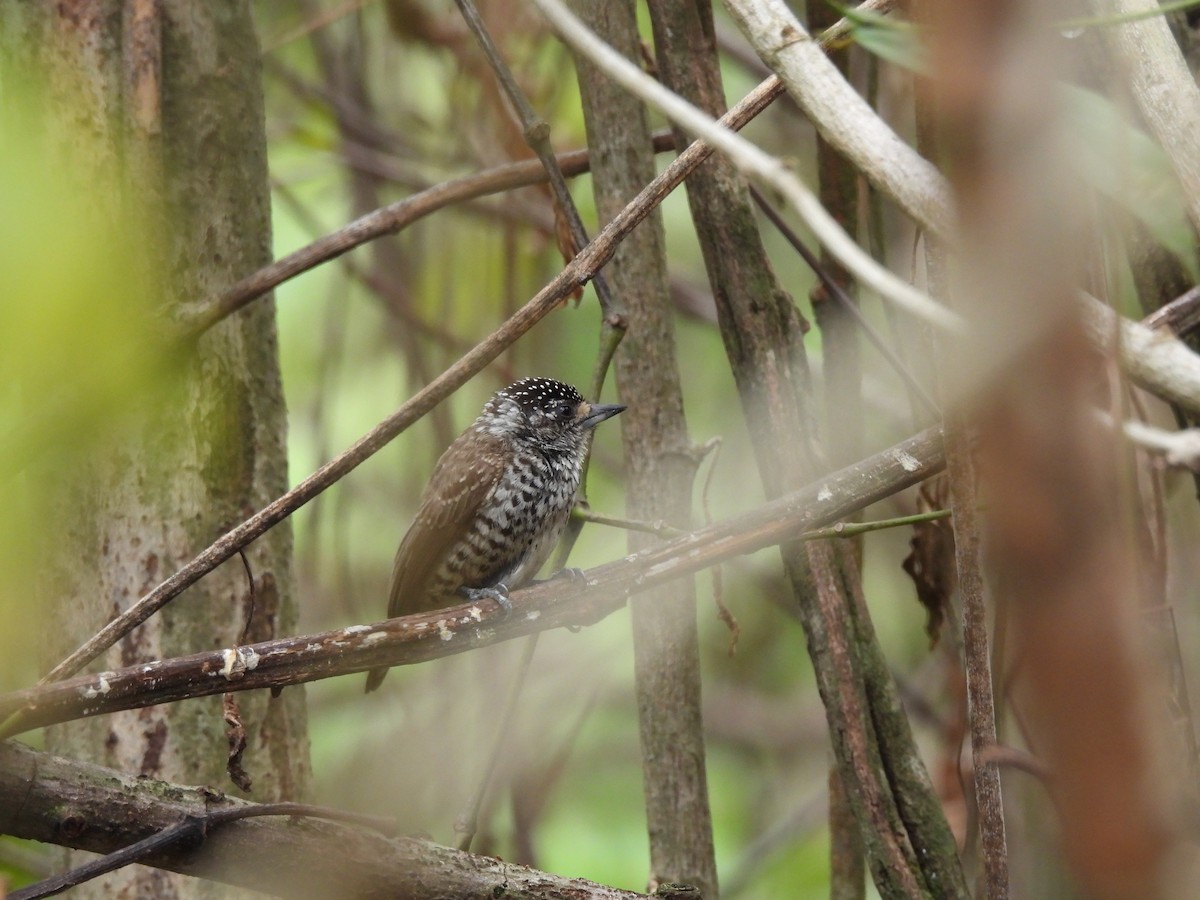 White-barred/Ocellated Piculet - ML612031876