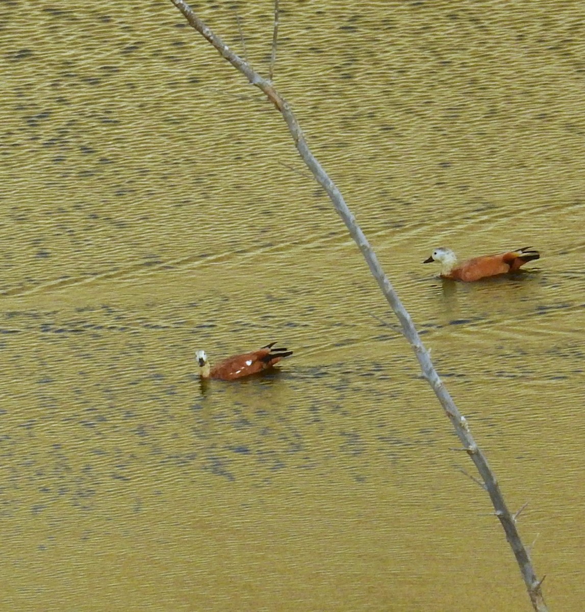 Ruddy Shelduck - ML612031918