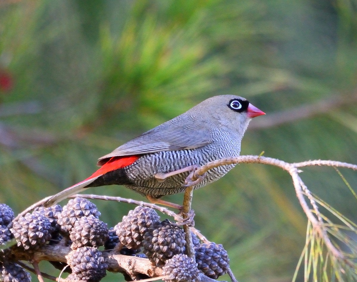 Beautiful Firetail - ML612032048