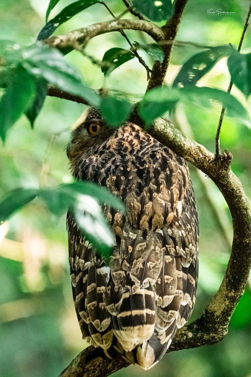 Brown Fish-Owl - Vivek Sudhakaran