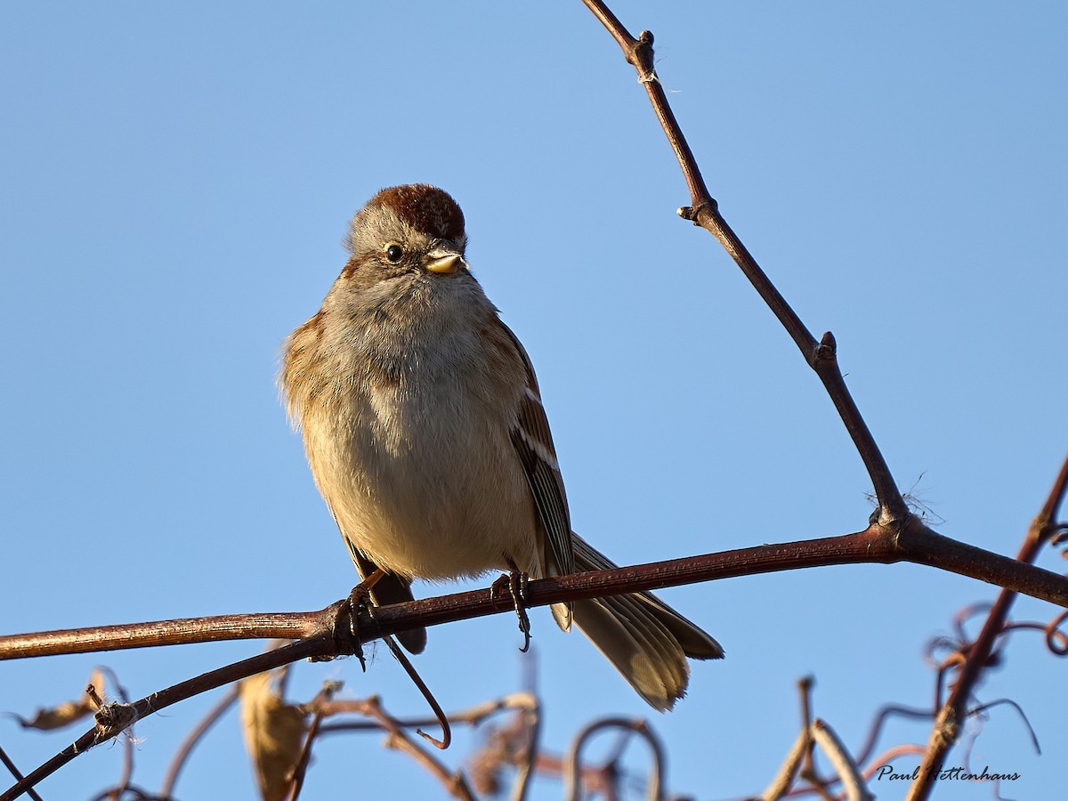 American Tree Sparrow - ML612032224