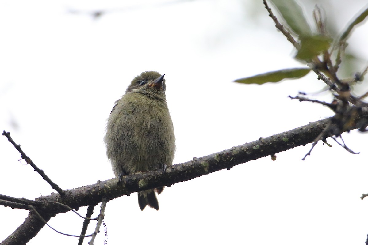 Moustached Tinkerbird - ML612032289