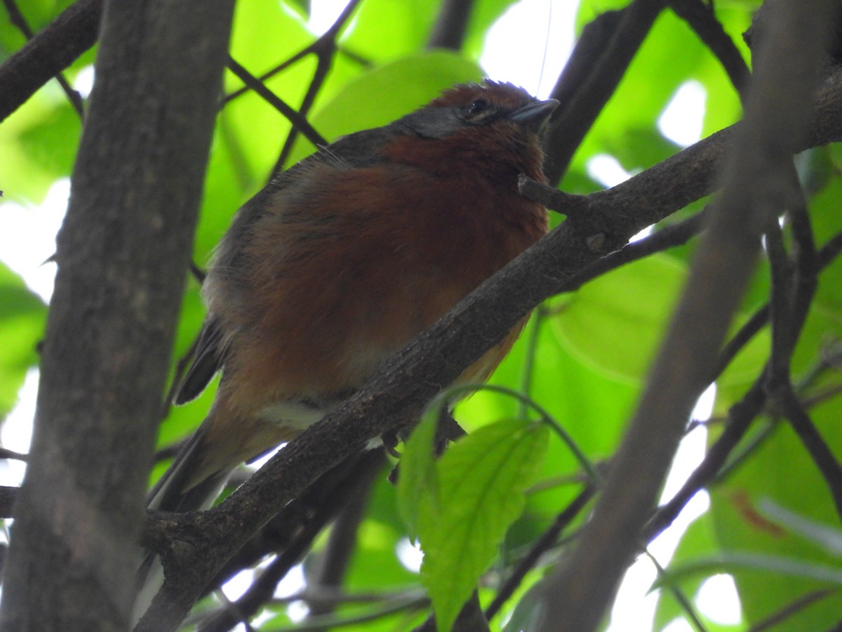 Rusty-browed Warbling Finch - ML612032290