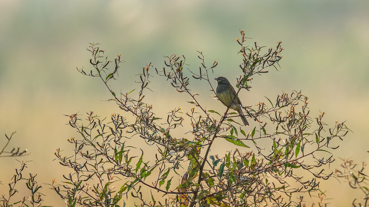 Black-faced/Masked Bunting - ML612032357