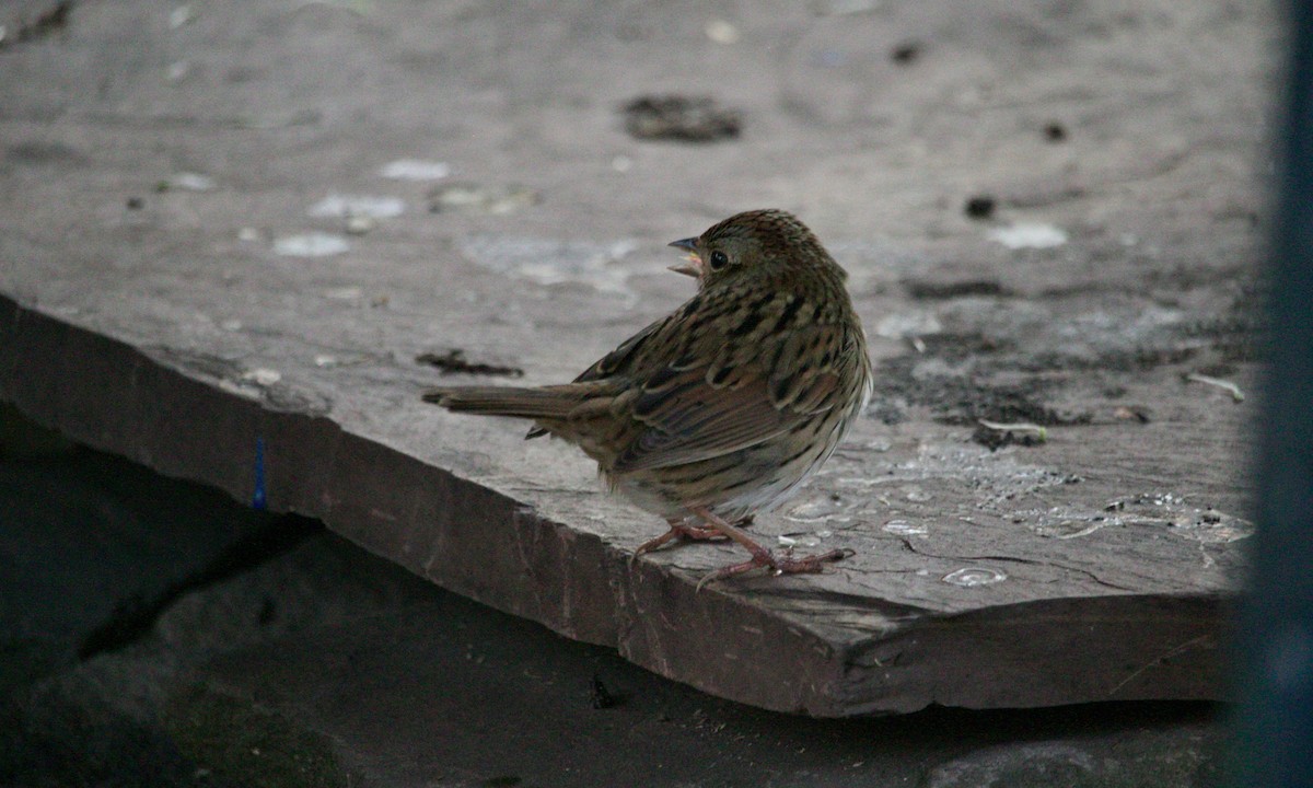 Lincoln's Sparrow - ML612032378