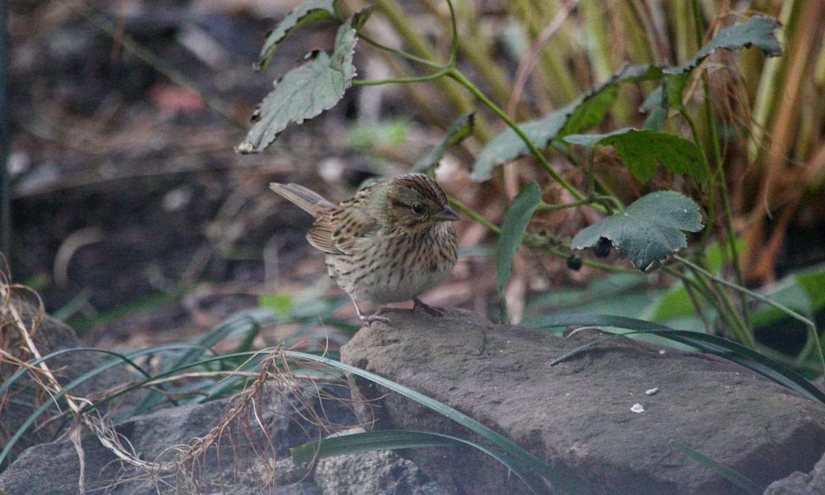 Lincoln's Sparrow - ML612032380