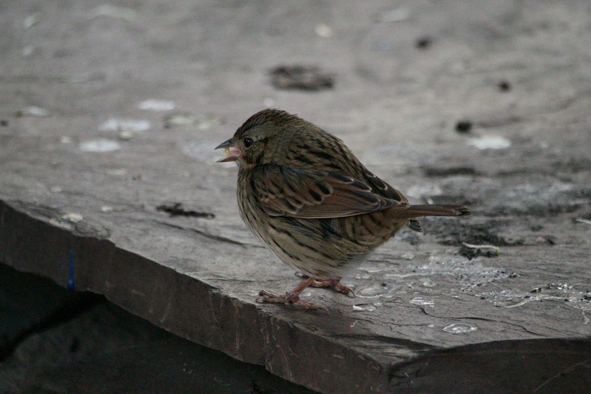 Lincoln's Sparrow - ML612032382