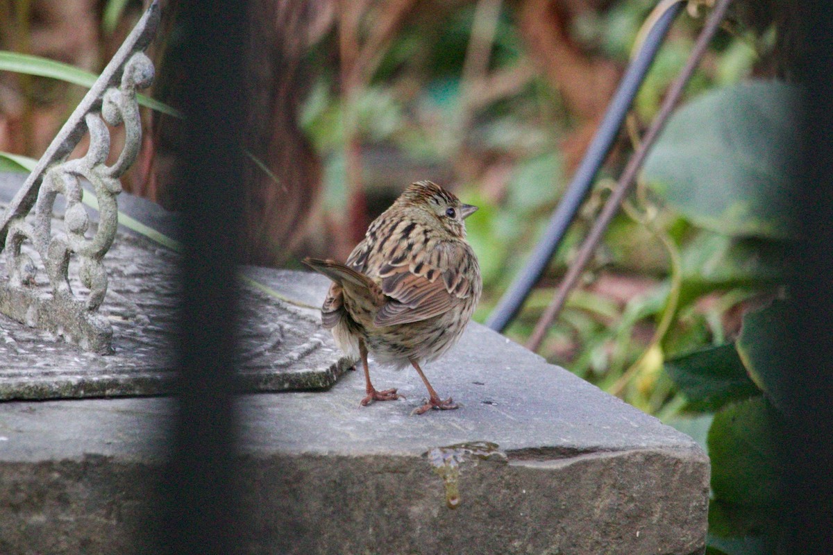 Lincoln's Sparrow - ML612032383