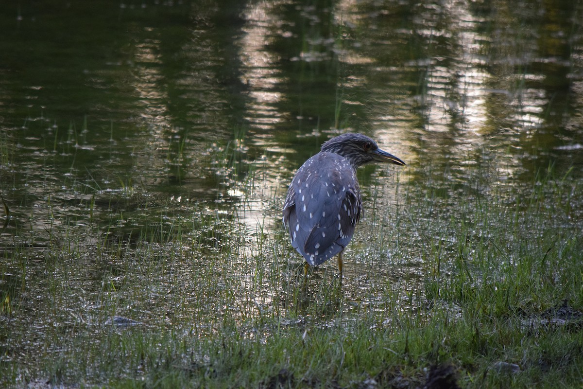 Black-crowned Night Heron - ML612032435