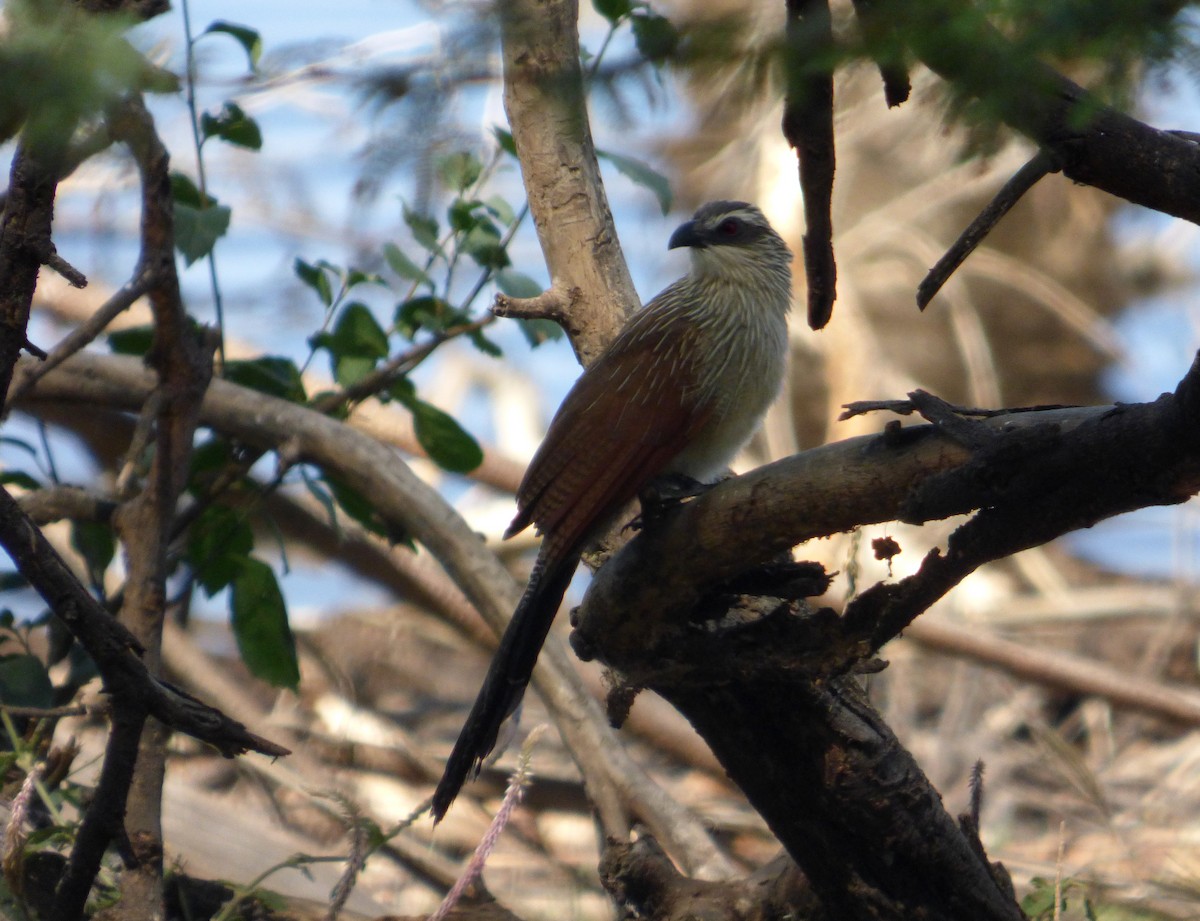 White-browed Coucal - ML612032437
