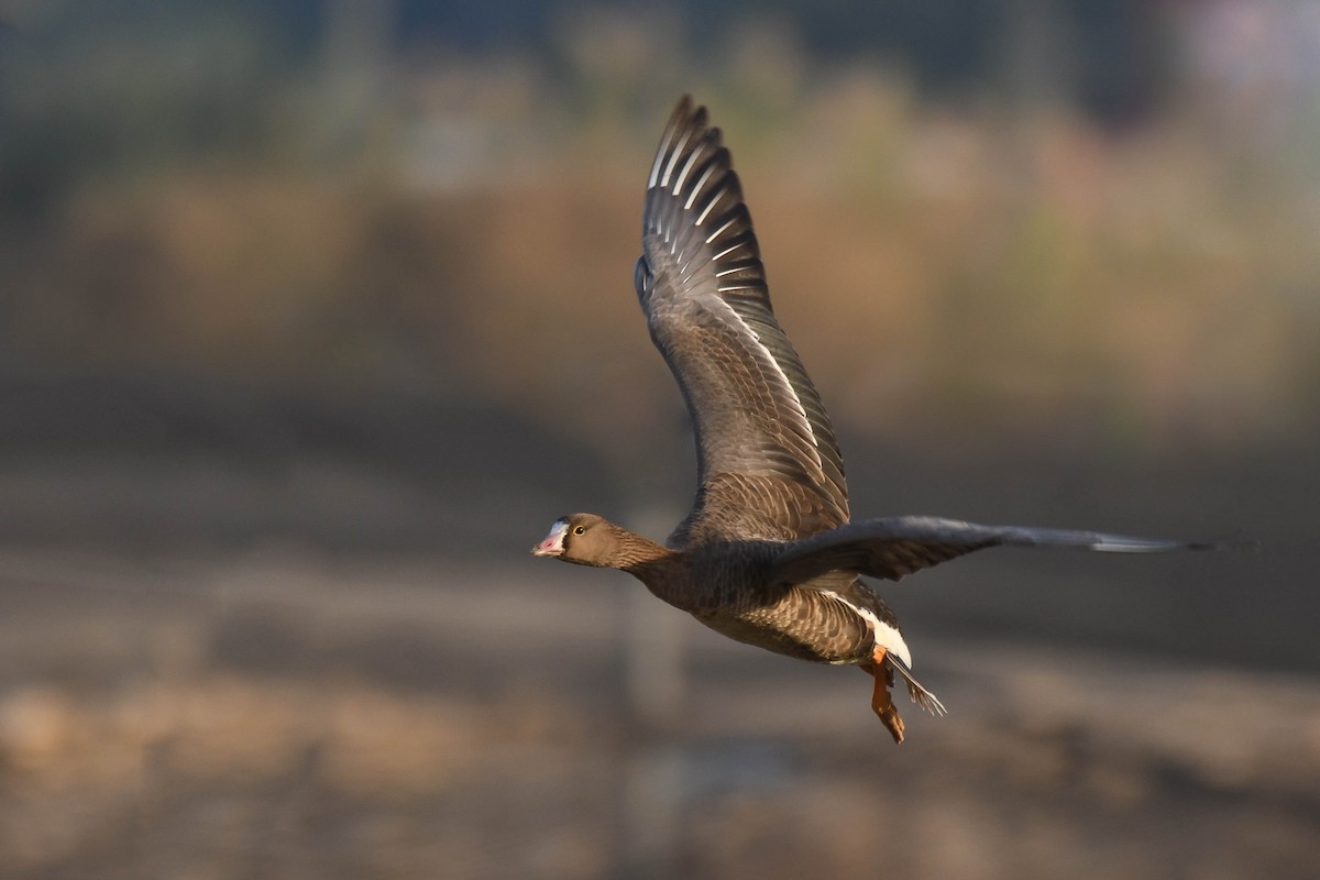 Lesser White-fronted Goose - ML612032441