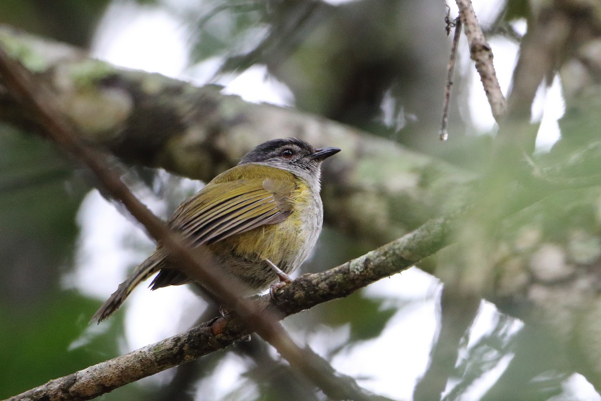 Eastern Mountain Greenbul (Mountain) - ML612032452