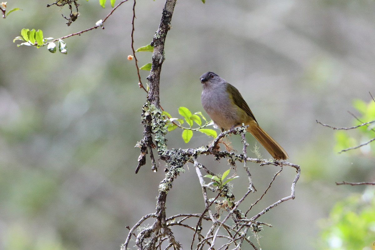 クロガシラアオヒヨ（nigriceps グループ） - ML612032453