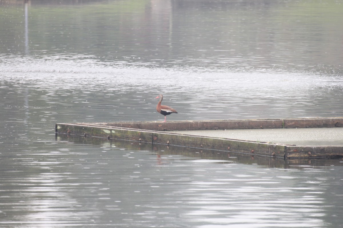 Dendrocygne à ventre noir - ML612032466