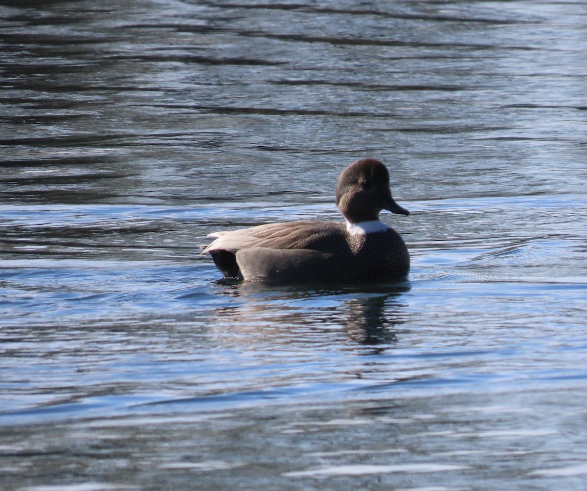 Canard chipeau - ML612032504