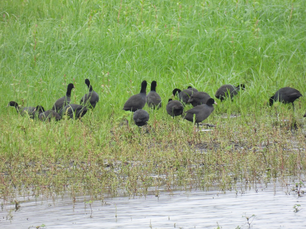 Eurasian Coot - ML612032530