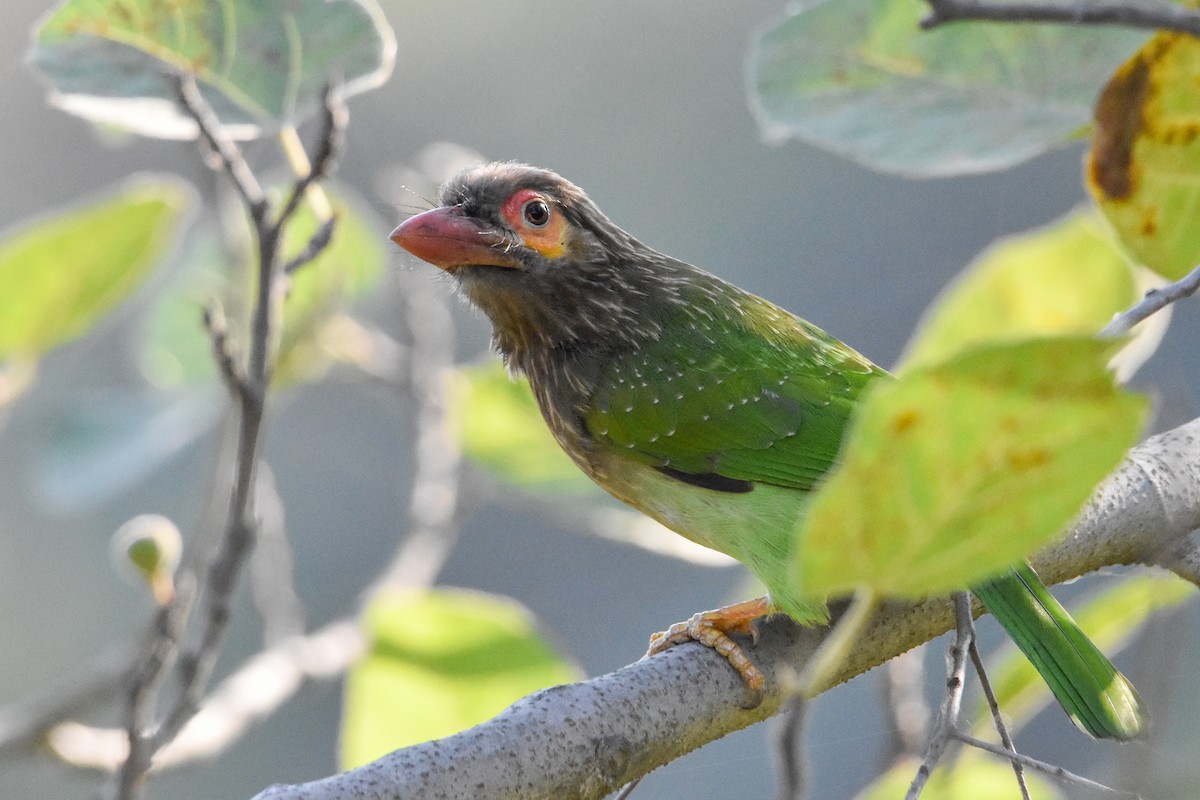 Brown-headed Barbet - ML612032668