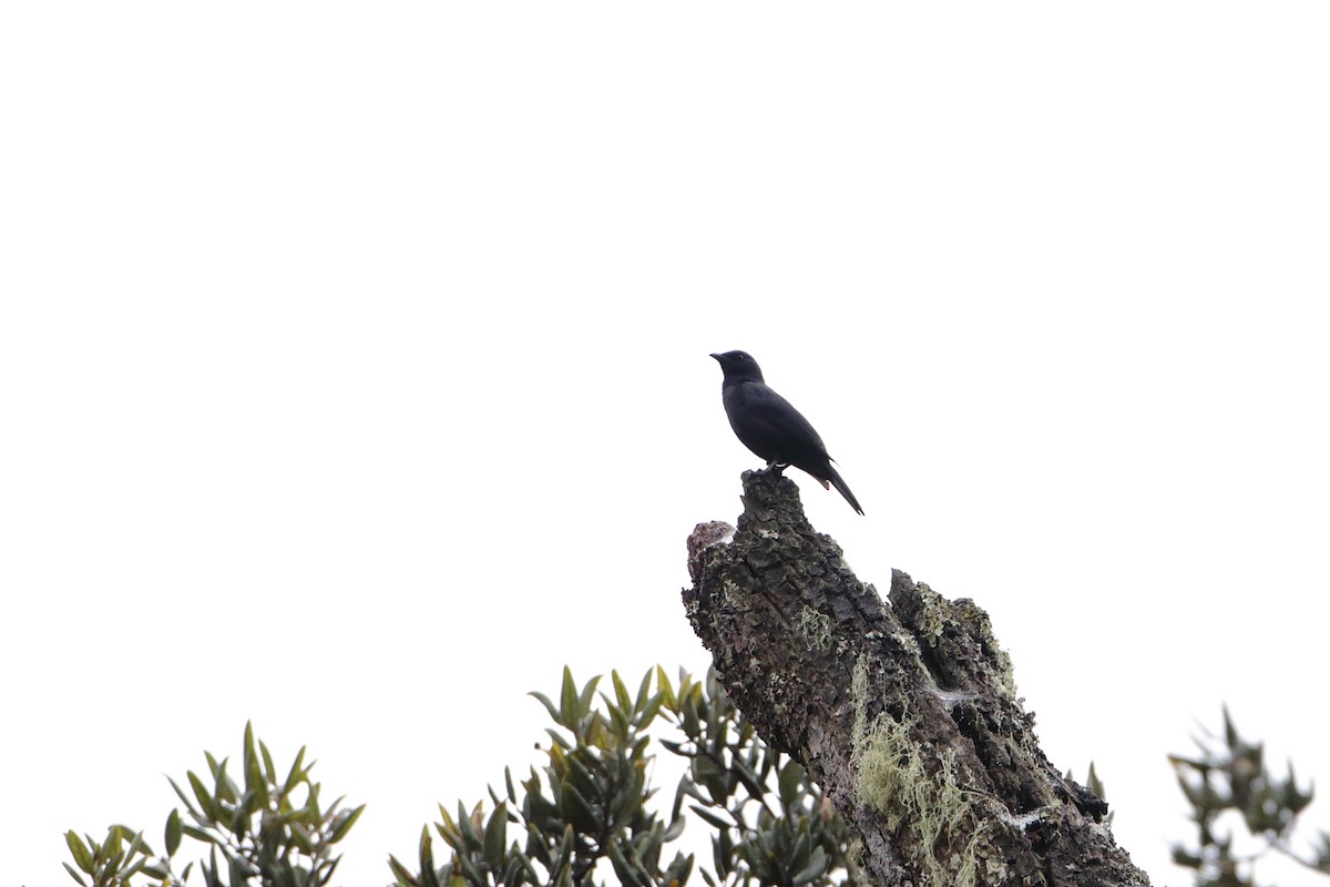 Waller's Starling (Waller's) - ML612032692