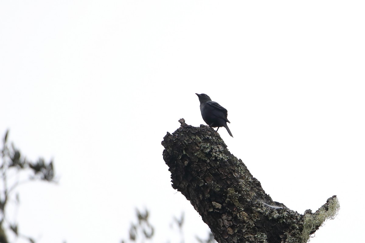 Waller's Starling (Waller's) - ML612032693