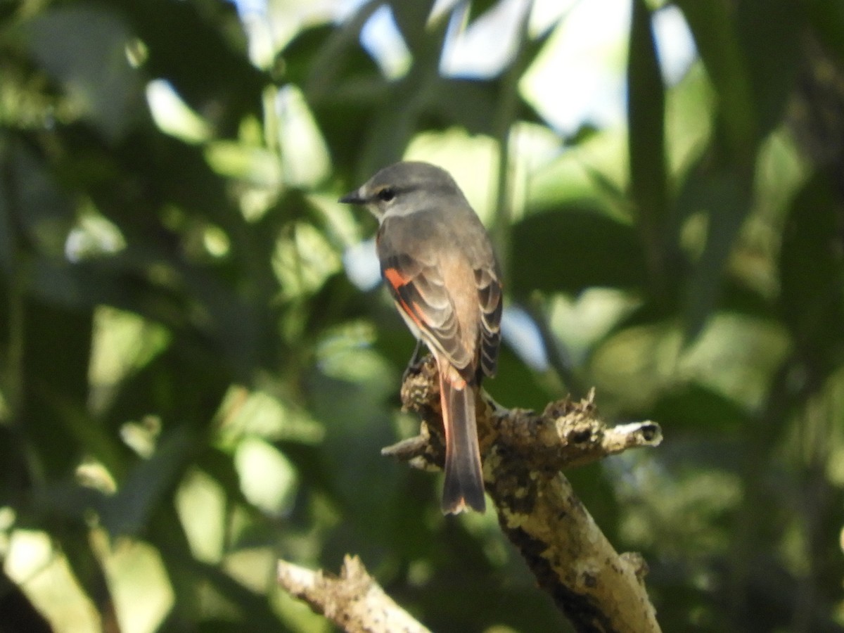 Minivet rose - ML612032702