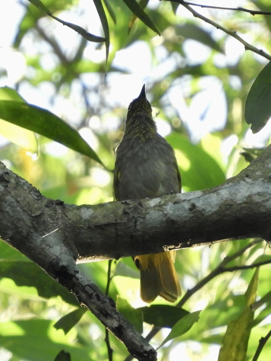 Pale-eyed Bulbul - ML612032746