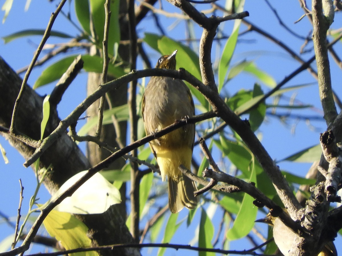 Pale-eyed Bulbul - ML612032747