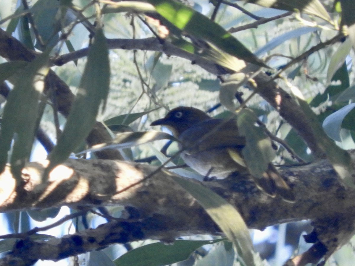 Pale-eyed Bulbul - ML612032748
