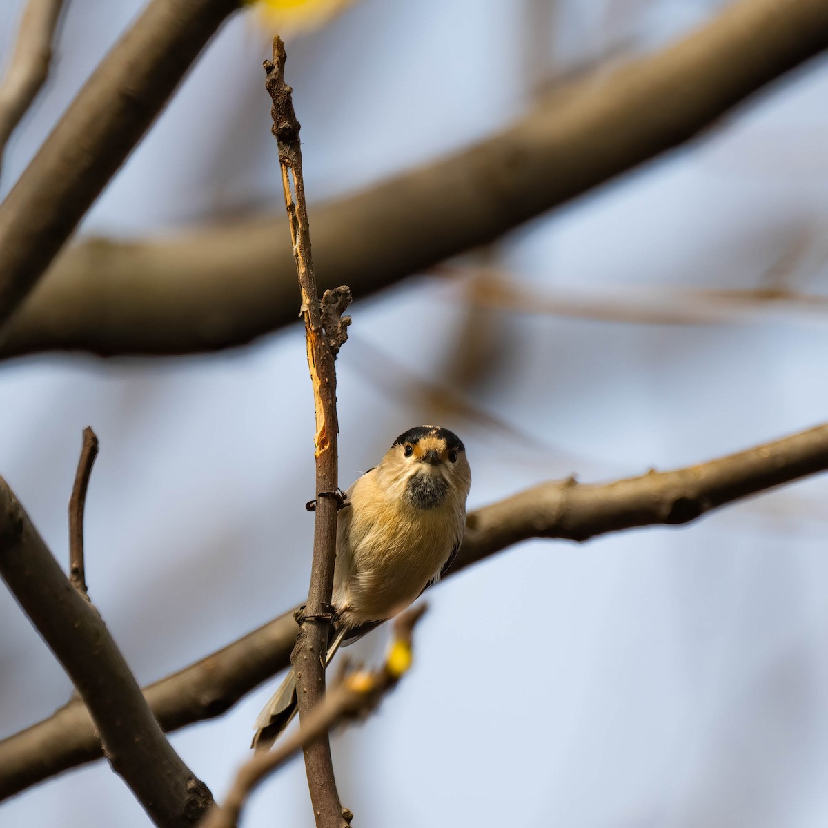 Silver-throated Tit - ML612032821