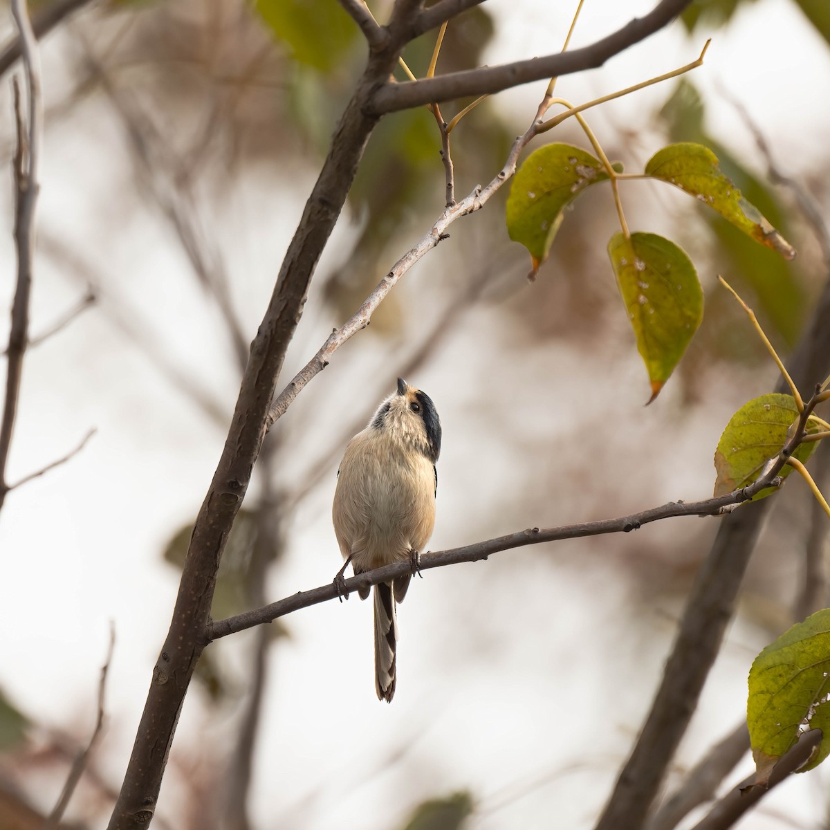 Silver-throated Tit - ML612032841