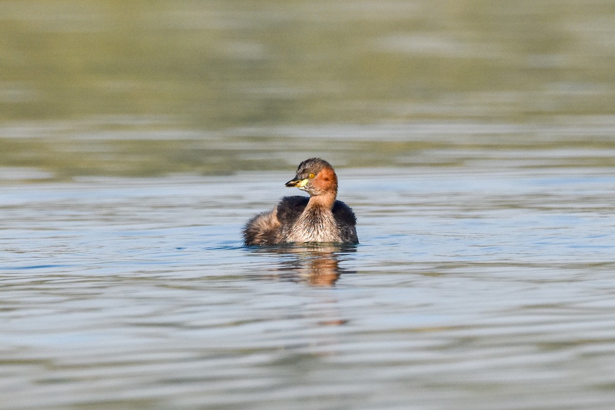 Little Grebe - ML612032843