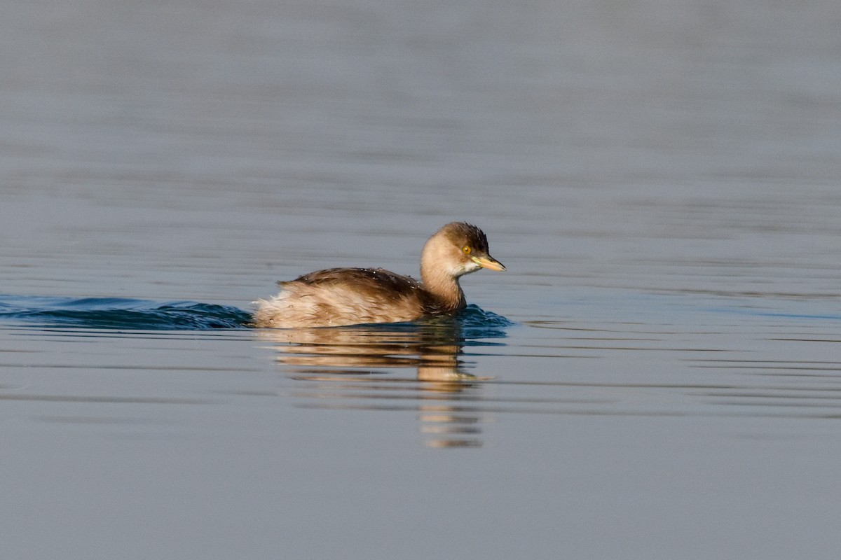 Little Grebe - ML612032844