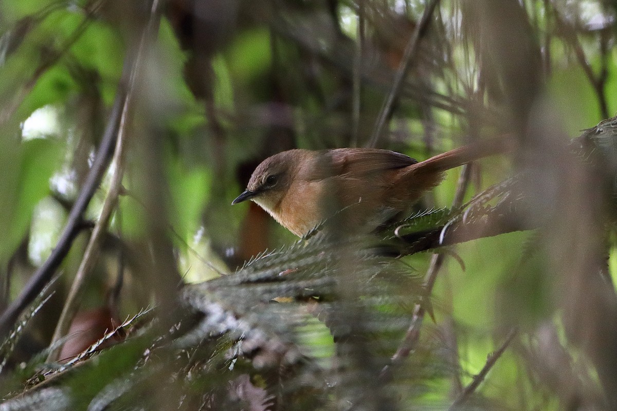 Cinnamon Bracken-Warbler - ML612032933