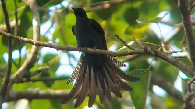 Fork-tailed Drongo-Cuckoo - ML612032964